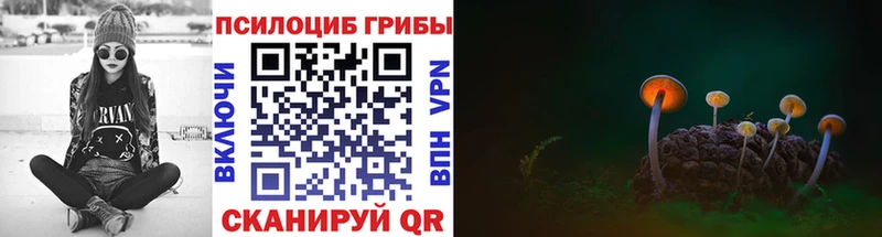 где найти   Конаково  Псилоцибиновые грибы Psilocybe 